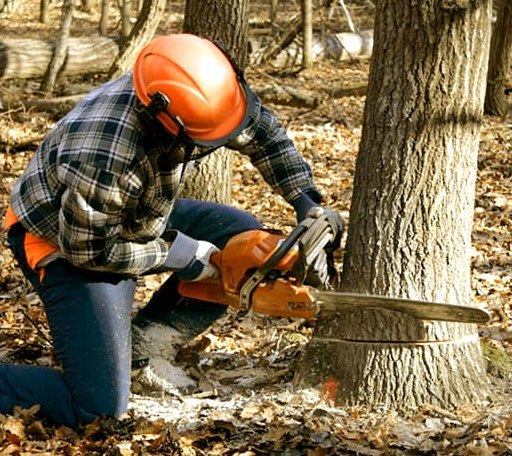 Tree Removal in Huggins, MO